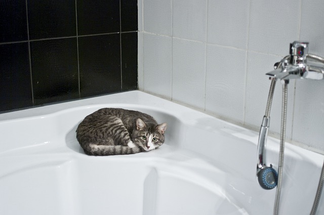 chat sans la salle de bain douche
